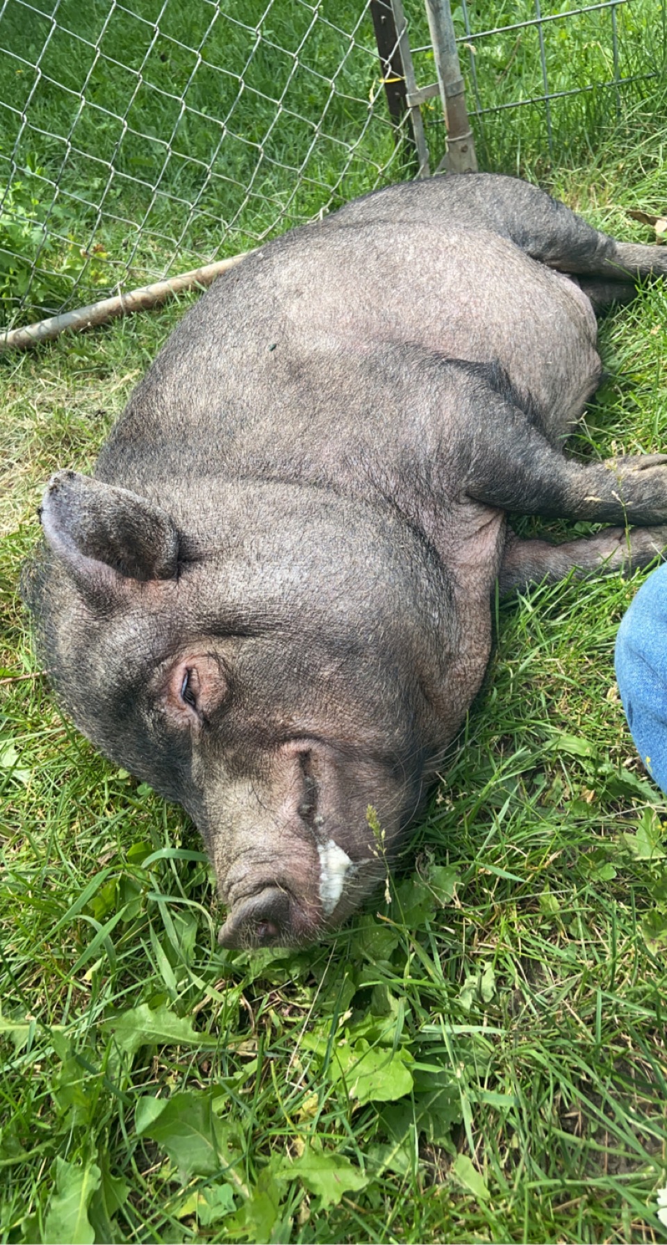 I am prepping for the Holiday weekend!